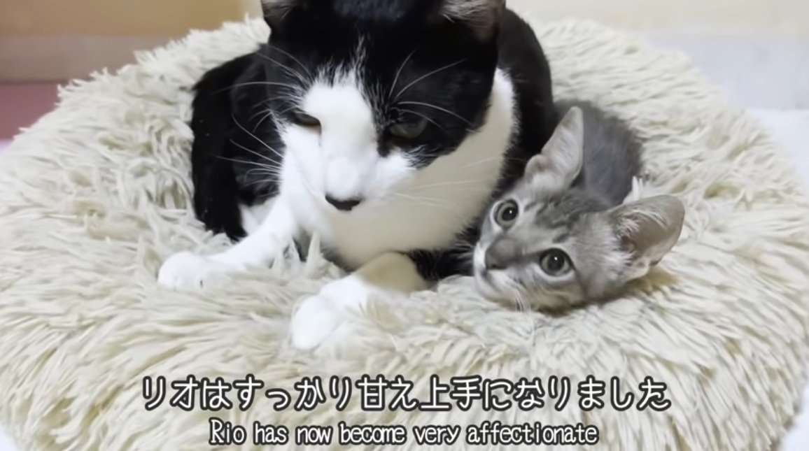 先住猫によりそっている子猫