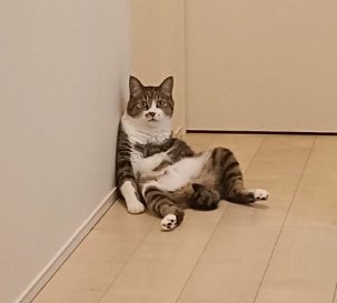 その場に座り込む猫