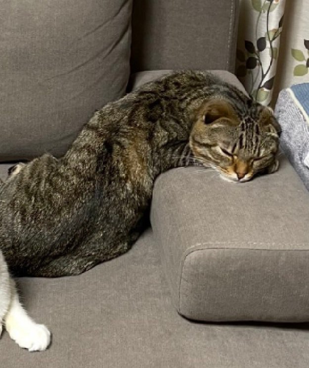 変なポーズでくつろぐ猫