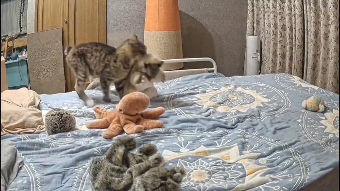 ぬいぐるみをくわえて歩く猫