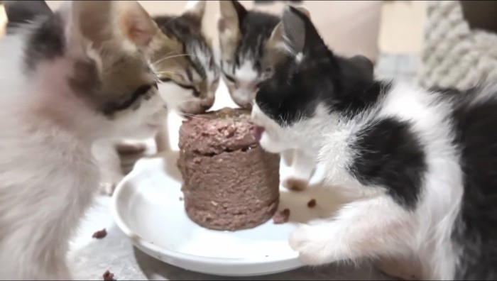 皿に乗った缶詰ごはんを食べる4頭の子猫