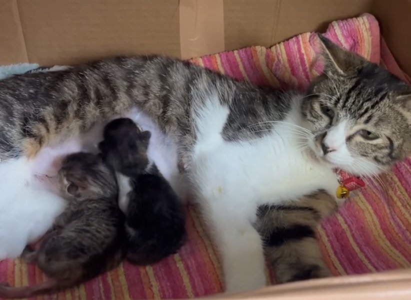 授乳中の母猫と子猫2匹