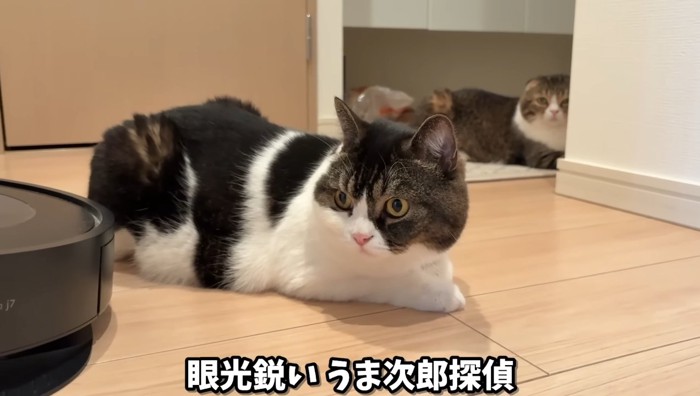 眼光鋭いうま次郎探偵