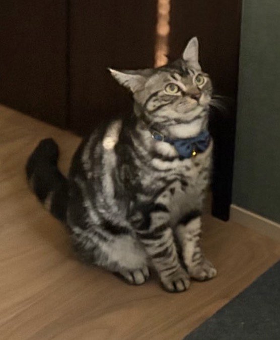 男性を見つめる猫