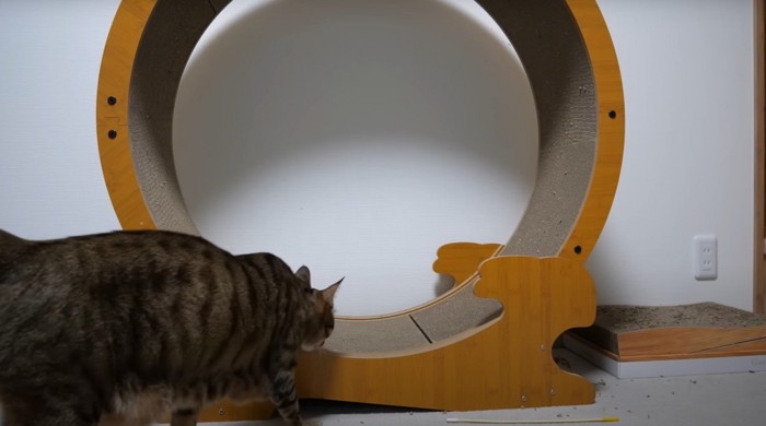 キャットホイールに近づくキジトラ