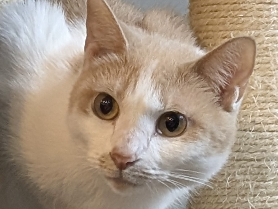 カメラから目線をはずす猫のアップ