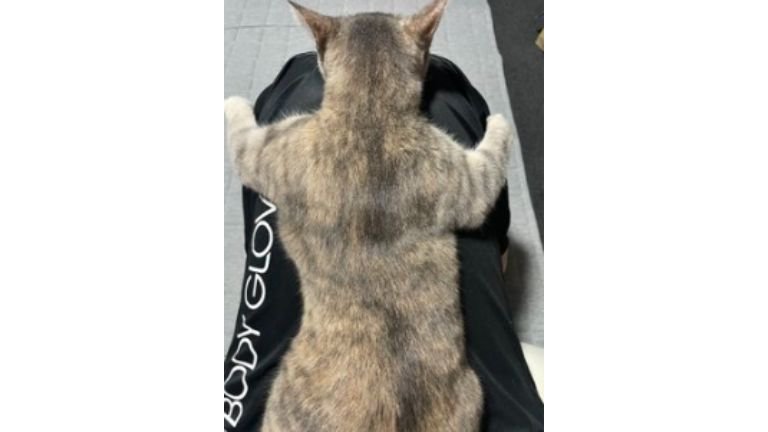 膝に乗っている猫