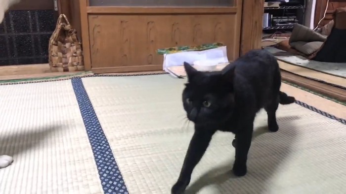 歩く黒猫