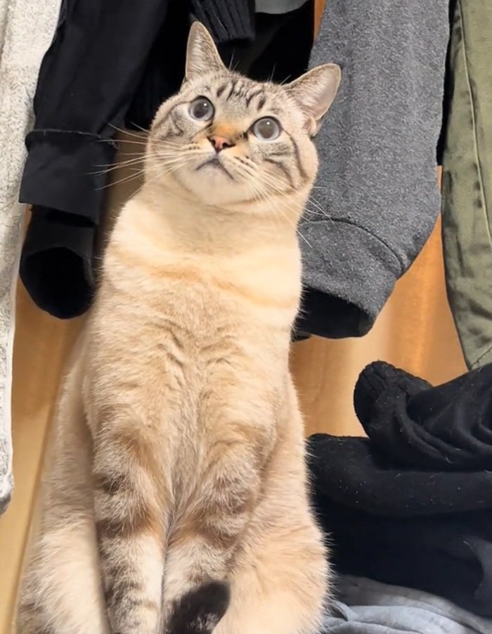 遠くを見つめるしらすくん