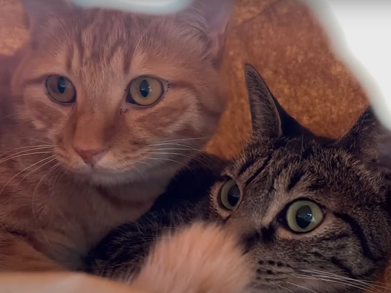 袋の中の猫たち