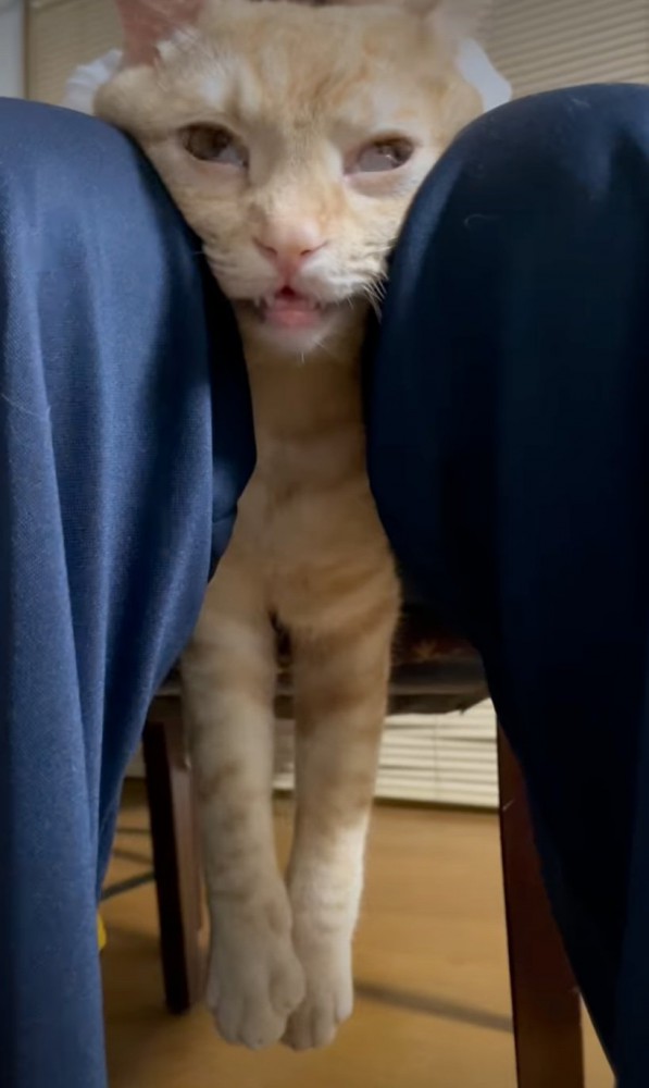 目を見開く猫