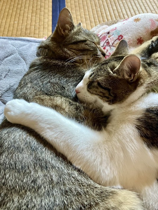 くっついて寝る2匹の成猫