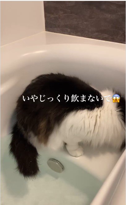 お湯を飲んでいる猫%％じっくり楽しみます