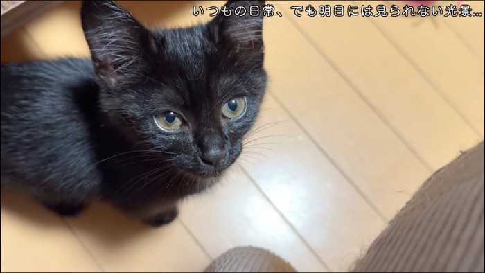 見上げる子猫