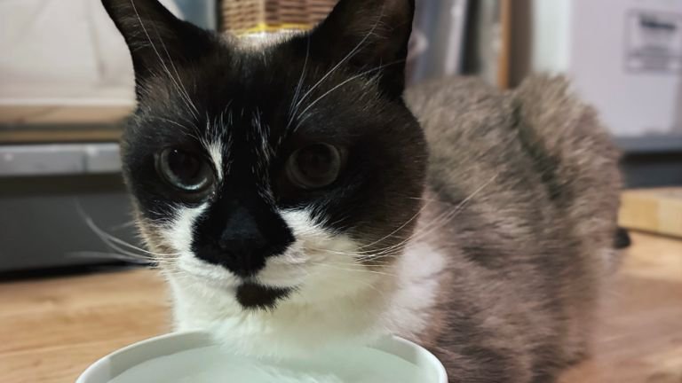 飲み水の前に座る猫