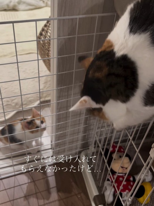 上から威嚇される子猫