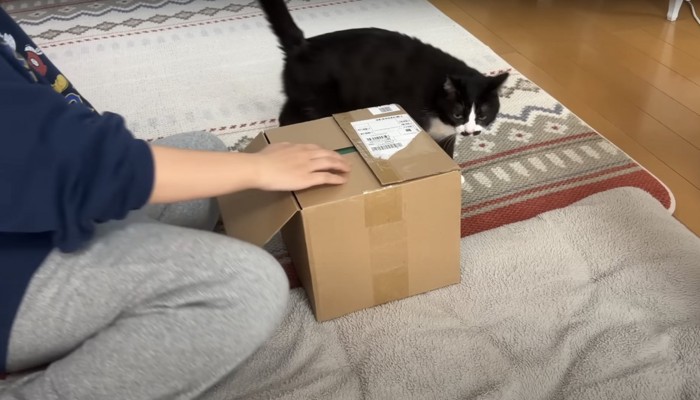 ダンボールの横の猫