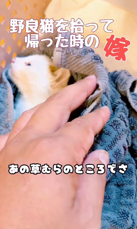 タオルにくるまれた子猫