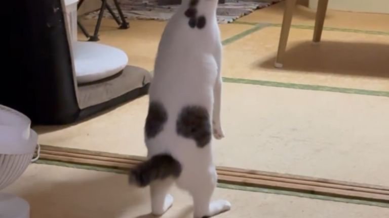 二足立ちしている猫