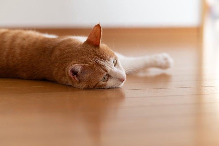 フローリングに寝転がる猫