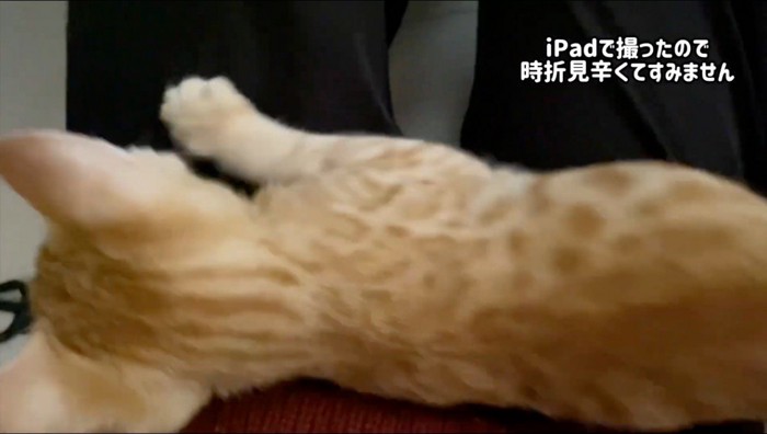 飼い主の足に乗る猫