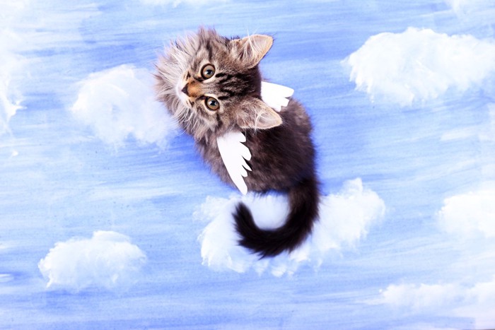 天使の羽をつけた子猫