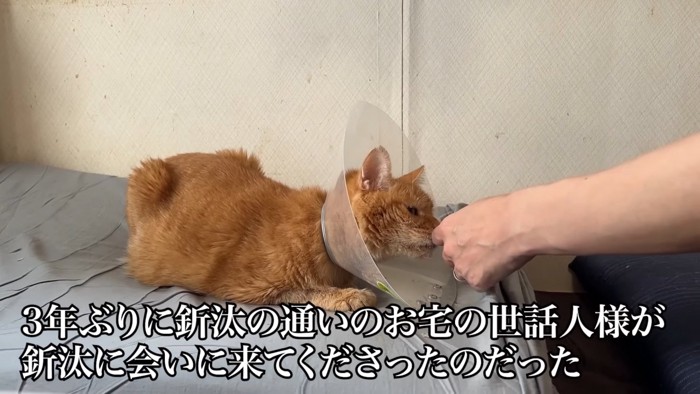 人の手を嗅ぐ猫