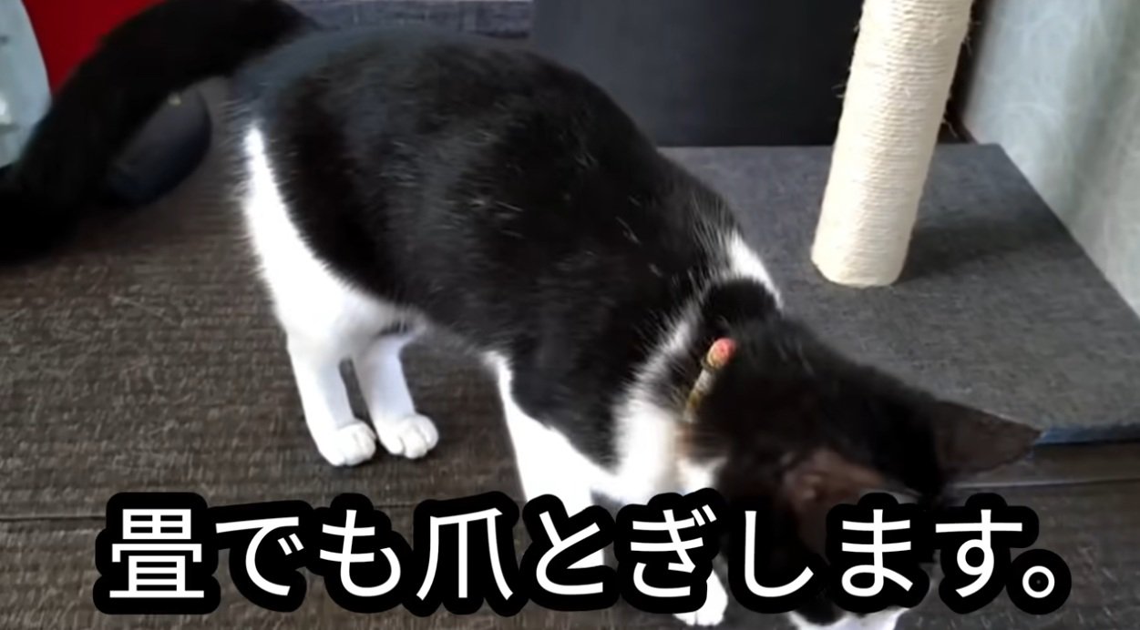 畳で爪を研ぐ猫
