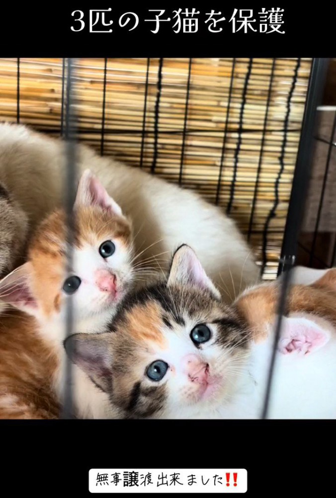 ケージの中にいる子猫たち