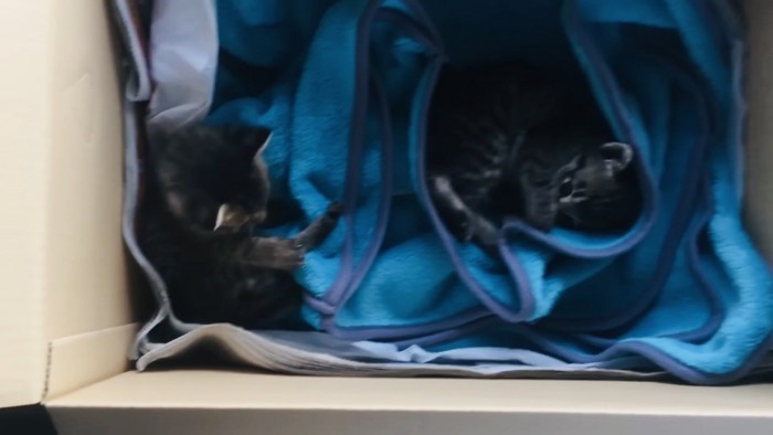 段ボールの中の2匹の子猫