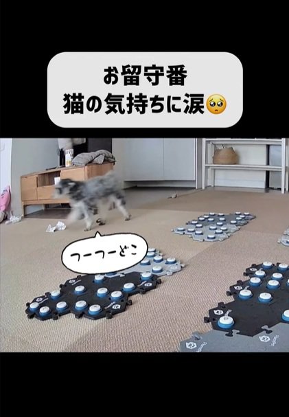 探す犬