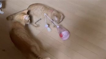 おもちゃを見に来た猫