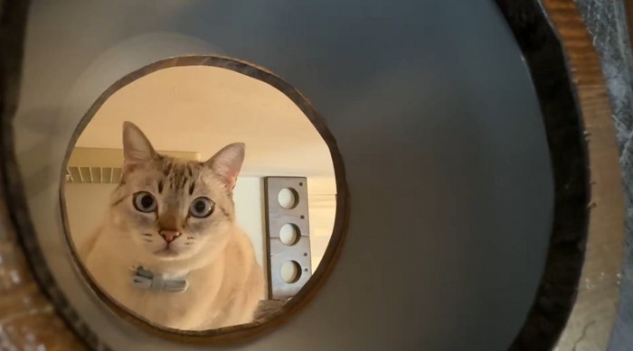 トンネルからのぞく猫