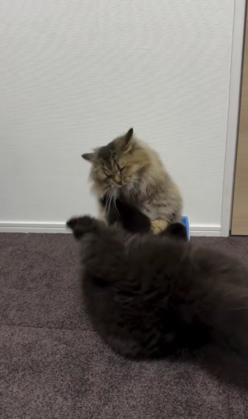 箱に入って目を瞑る猫の前にひっくり返っている黒猫