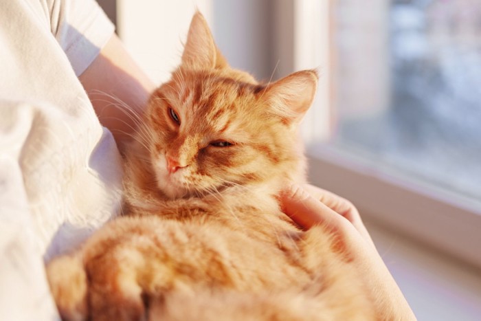 抱っこされてうっとりする猫