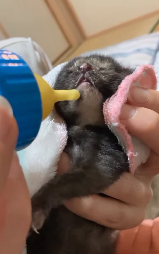 ミルクを飲む小梅ちゃん