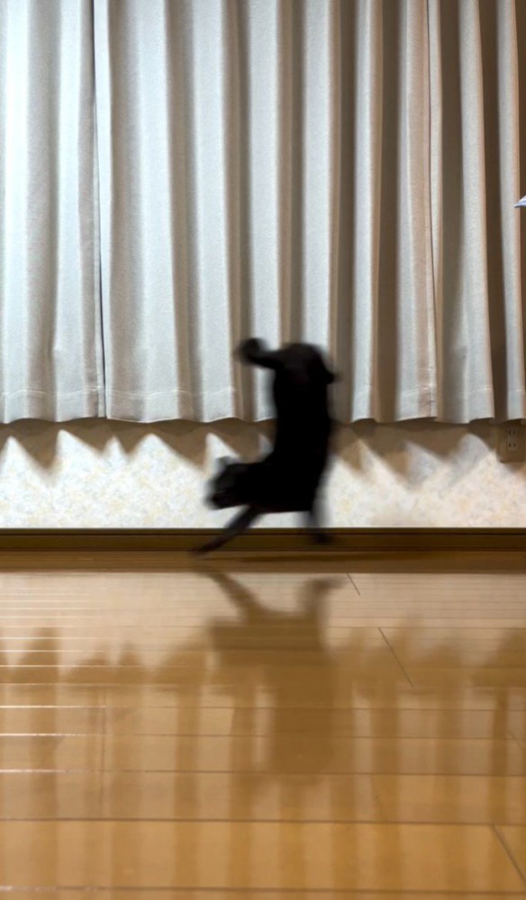 前足だけで走る猫1