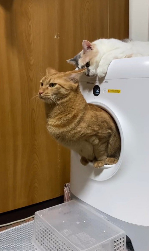 トイレする猫と嗅ぐ猫