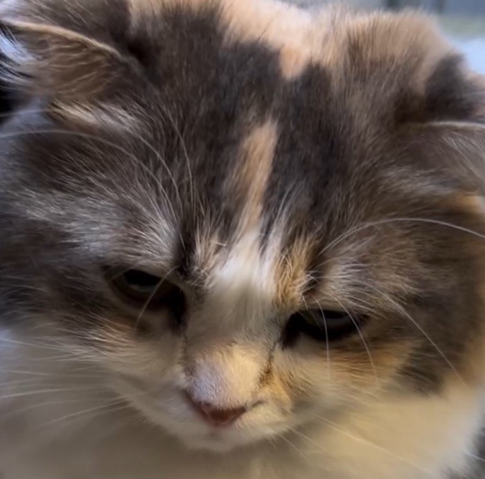 カメラの前で目線を下に向けている猫