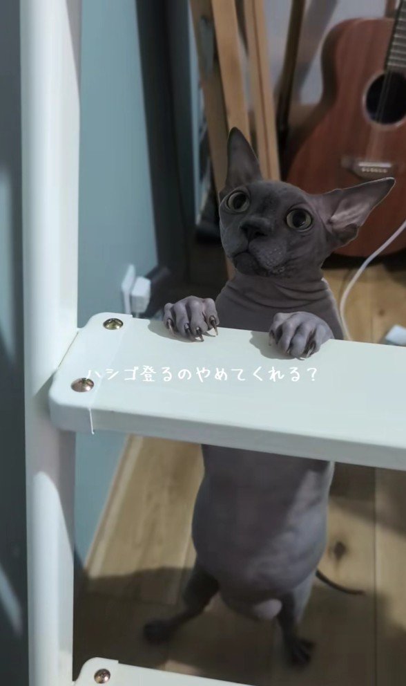 ハシゴを登ろうとするスフィンクス