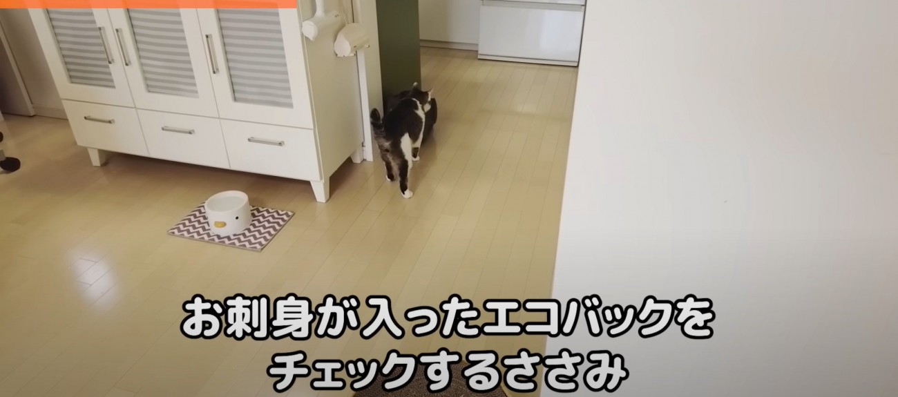 鞄を嗅ぐ猫