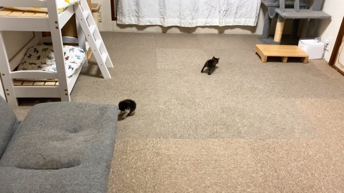 部屋の奥に行く子猫