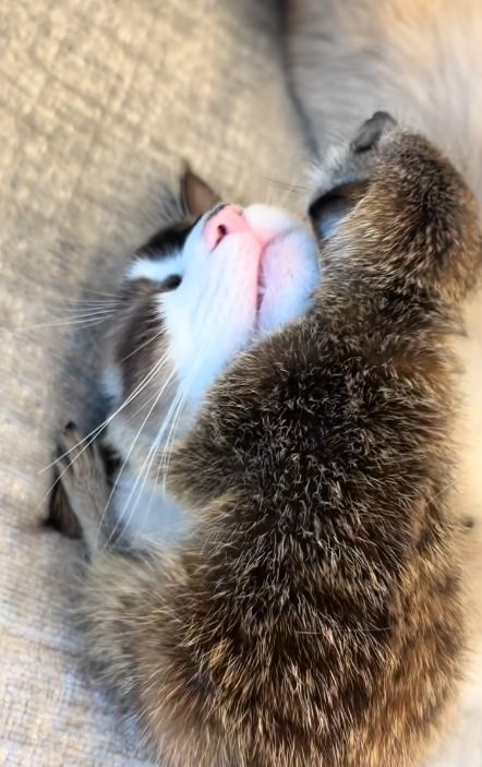 猫の顔に抱きついているミーアキャット