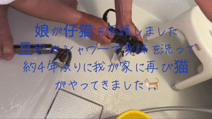 シャンプーされる子猫