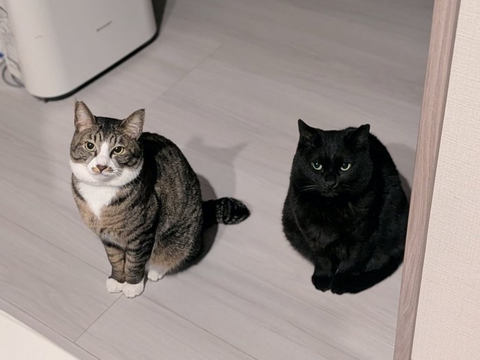 並んで座って飼い主を見上げる2匹の猫