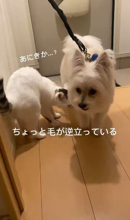 毛が逆立っている猫