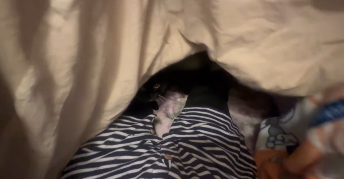 布団に潜り込んでいる猫