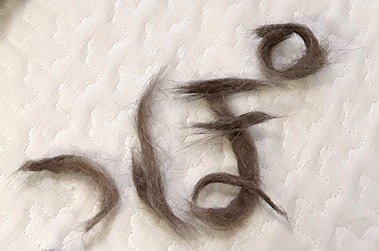 猫の抜け毛で作られた文字