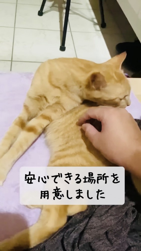 毛布の上でグルーミングする子猫と子猫を撫でるパパ