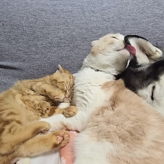 犬の耳を舐める猫の写真